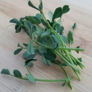 Pea Shoots