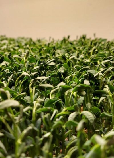 Radish Microgreens