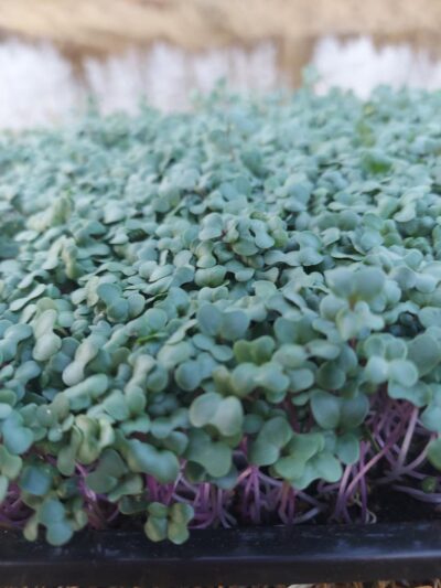 Broccoli Microgreens